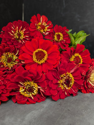 Zinnia-Red