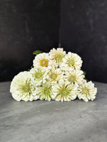 Zinnia-White