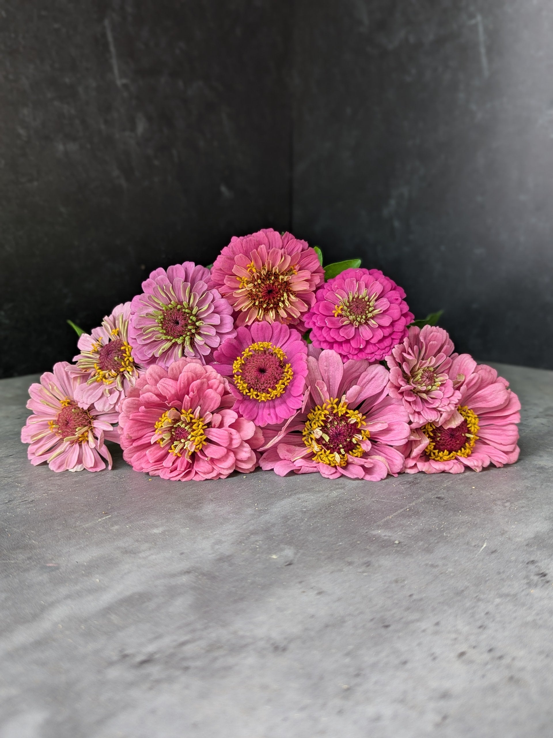 Zinnia-Pink