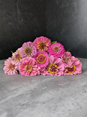 Zinnia-Pink