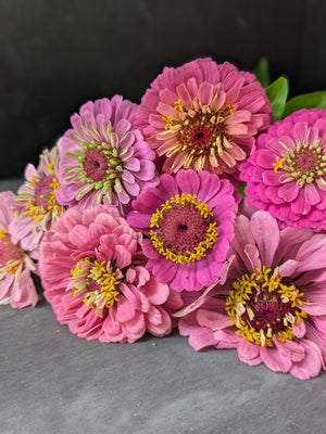 Zinnia-Pink