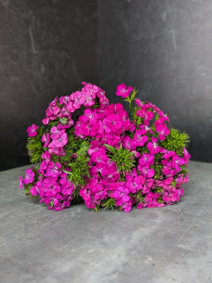 Dianthus-Purple