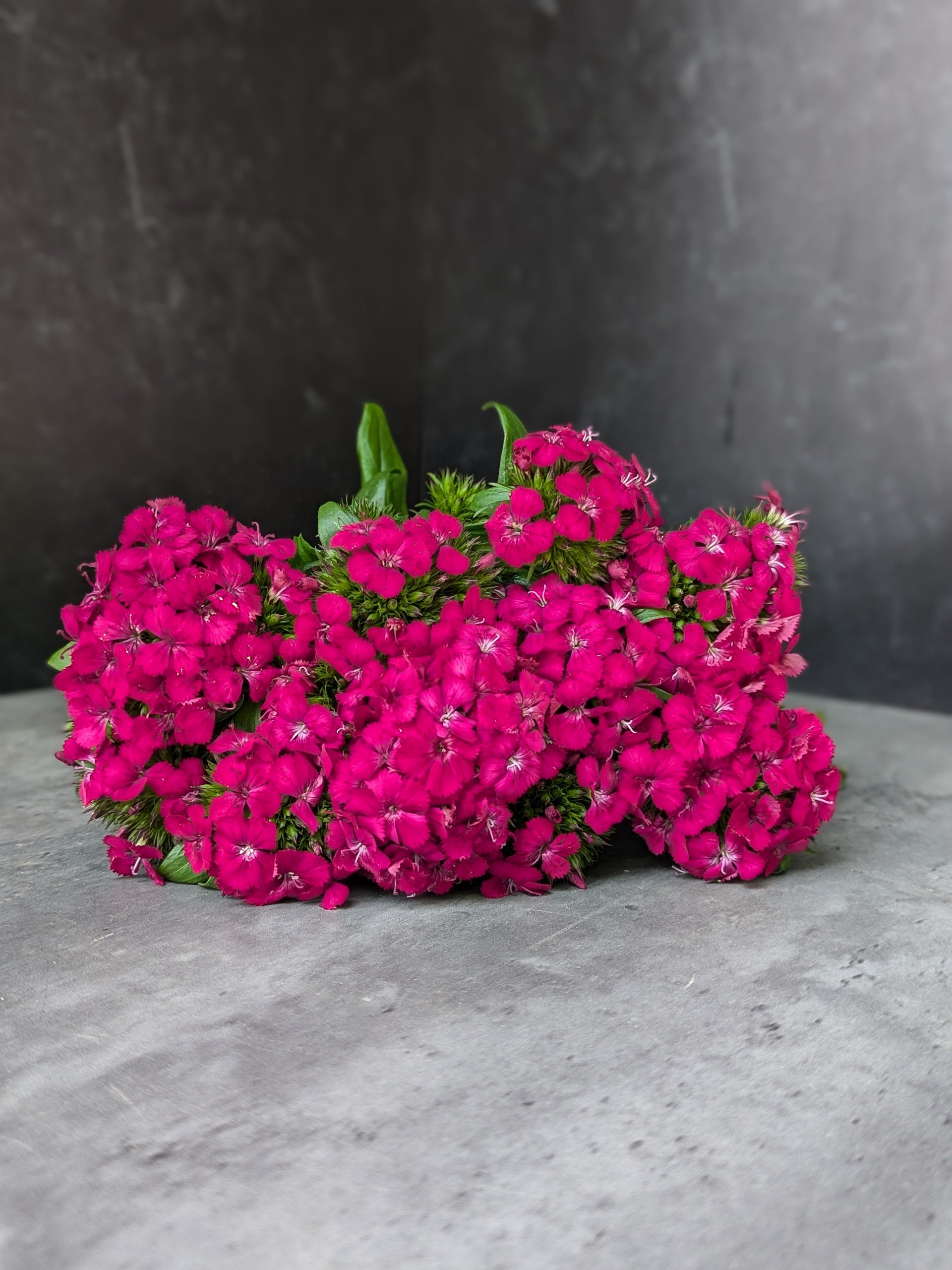 Dianthus-Cherry