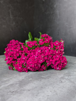 Dianthus-Cherry