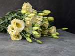 Lisianthus-Cream