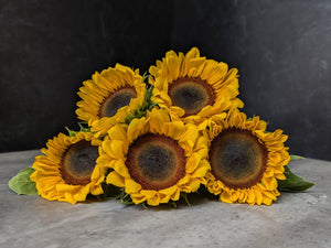 Sunflower-Dark Centered