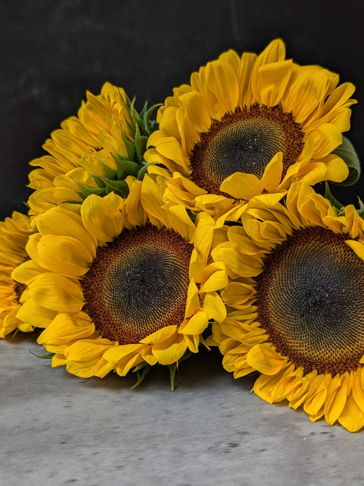 Sunflower-Dark Centered