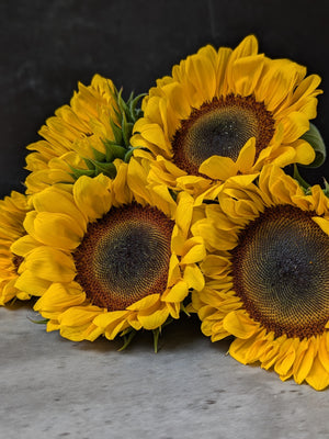 Sunflower-Dark Centered