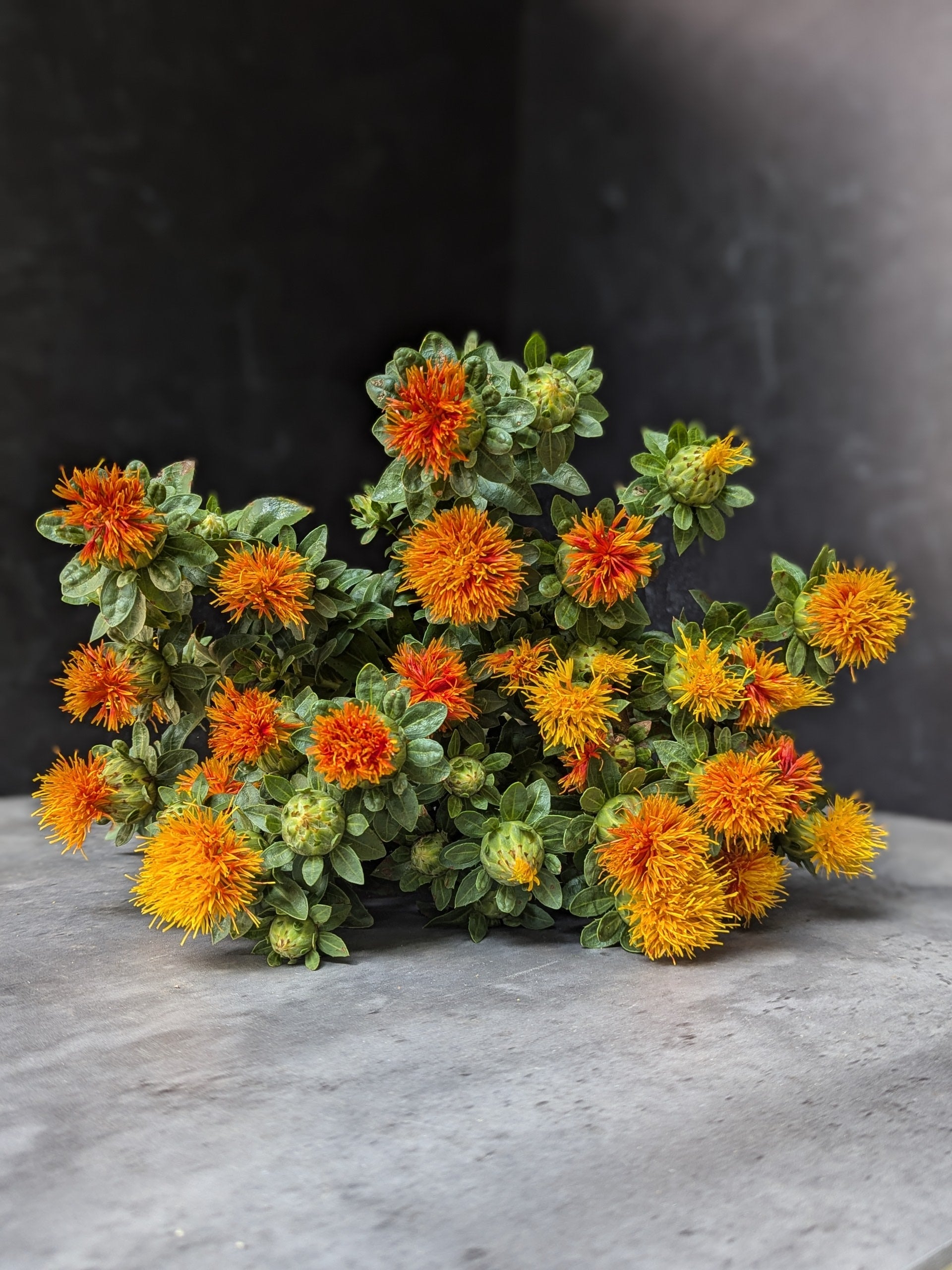 Safflower-Orange