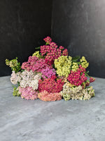 Yarrow-Cottage Mix