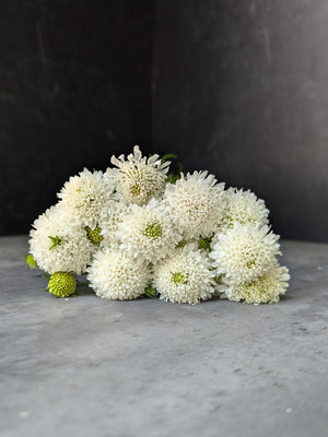 Scabiosa-White