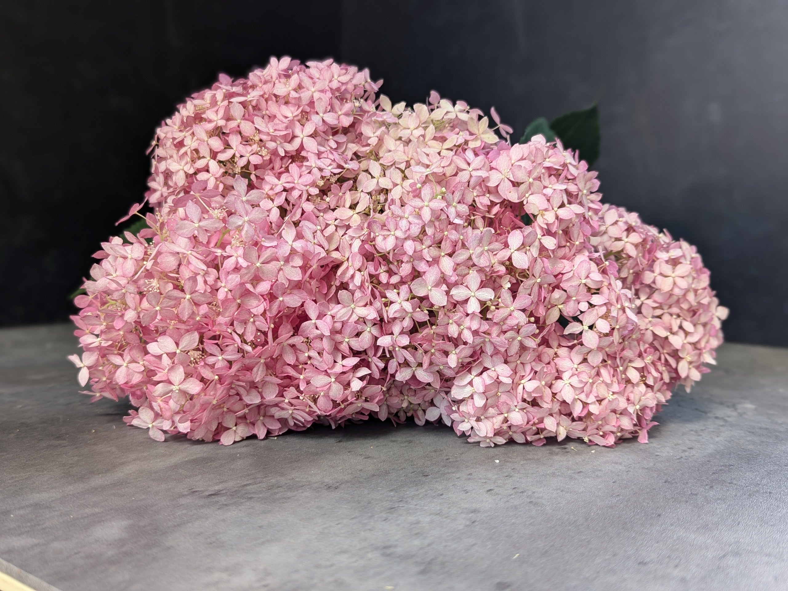 Hydrangea-Invincibelle Spirit