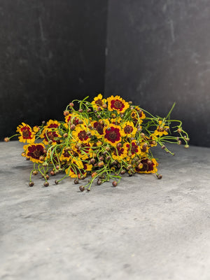 Coreopsis