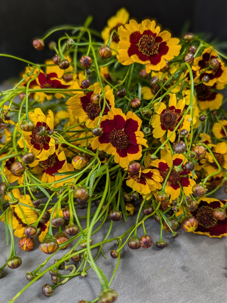 Coreopsis