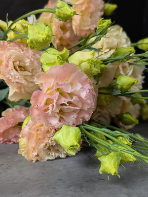 Lisianthus-Voyage Champagne