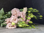 Lisianthus-Corelli Light Pink - SMFF Wholesale