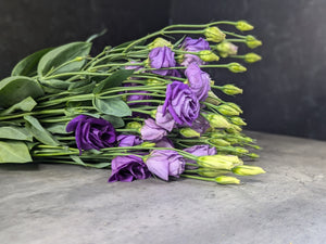 Lisianthus-Purple