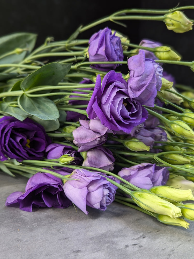 Lisianthus-Purple