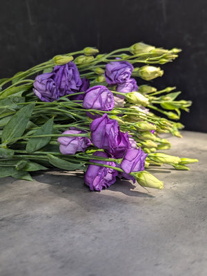 Lisianthus-Purple