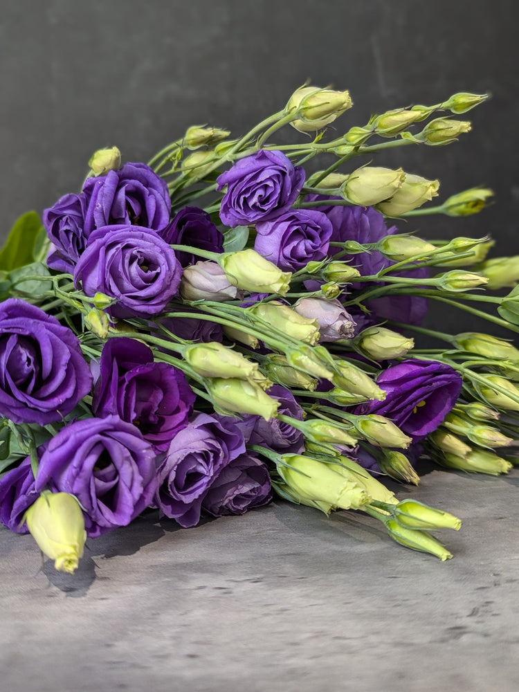 Lisianthus-Purple