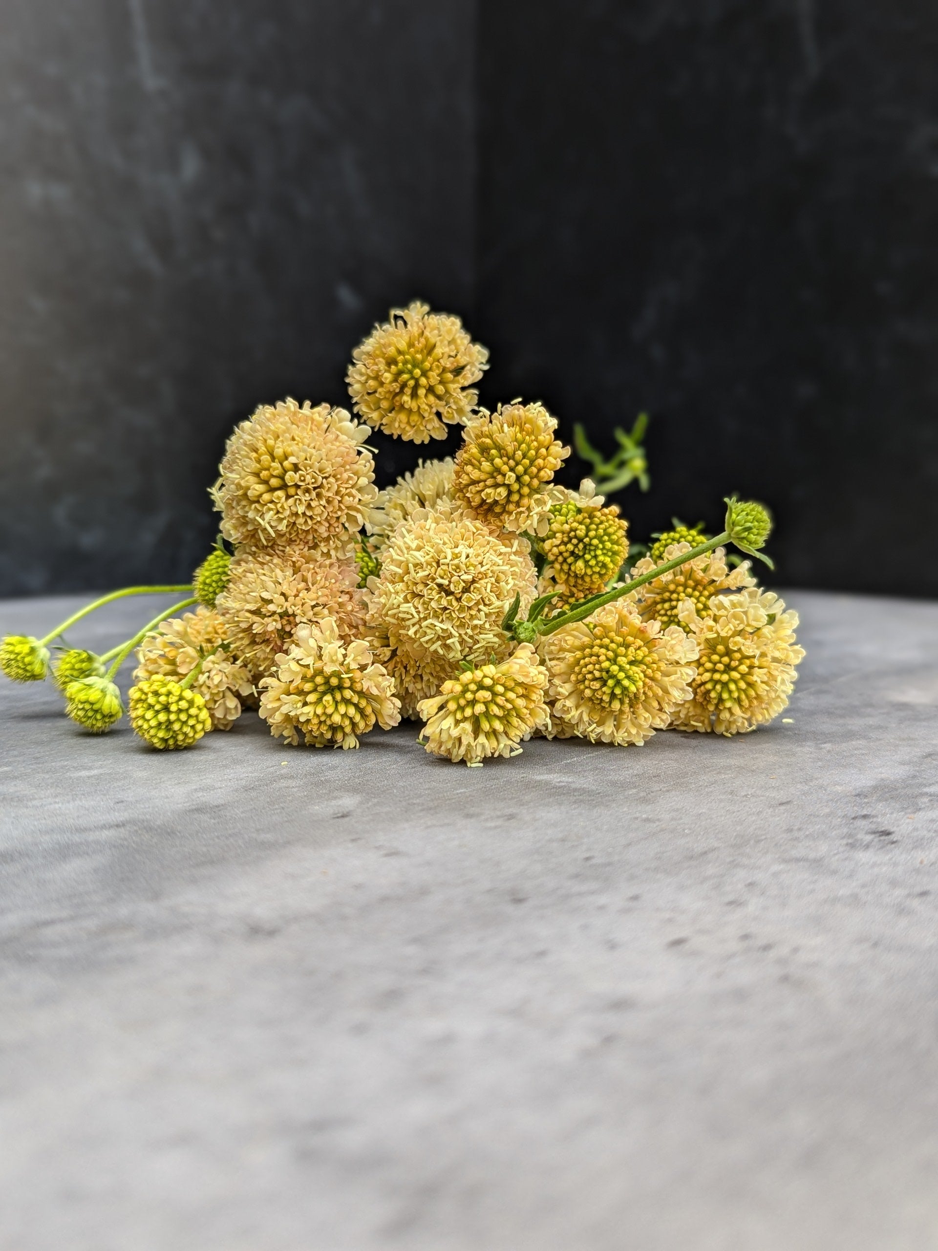Scabiosa-Peach