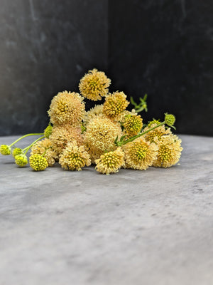 Scabiosa-Fata Morgana