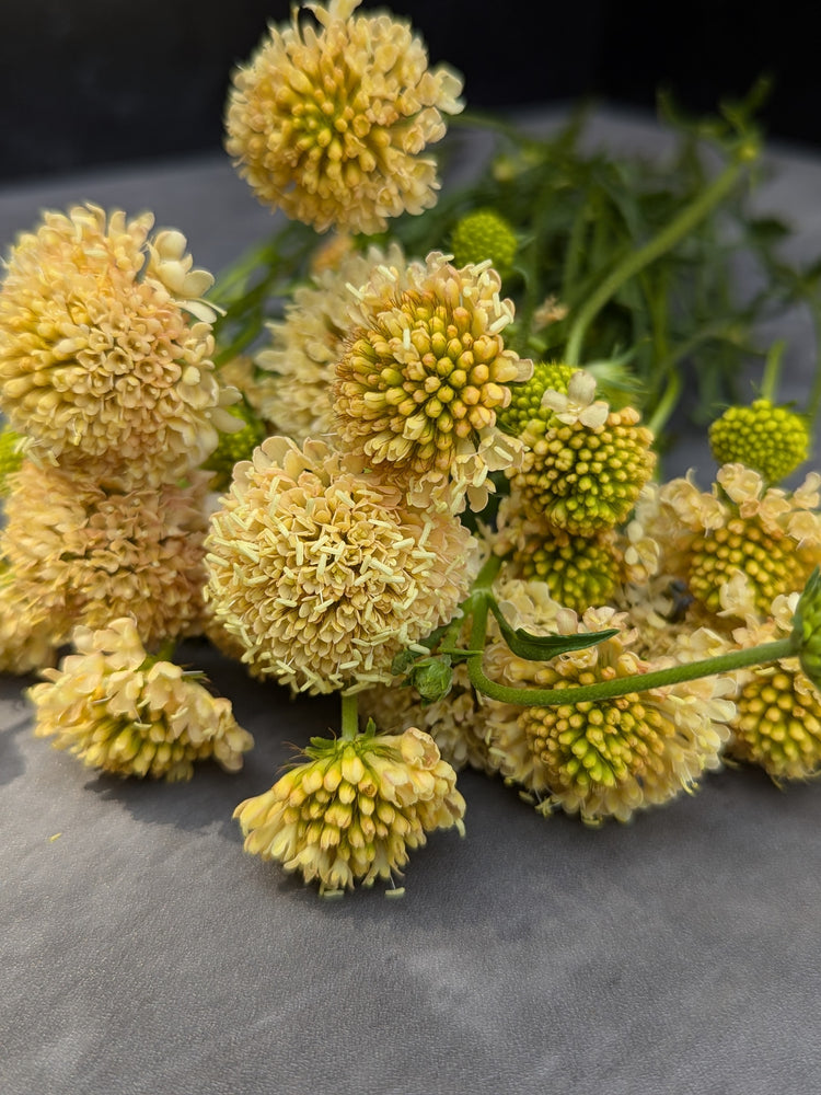 Scabiosa-Fata Morgana