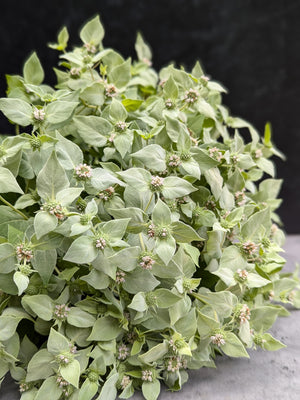 Mountain Mint Flowering