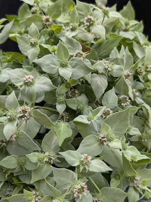 Mountain Mint Flowering