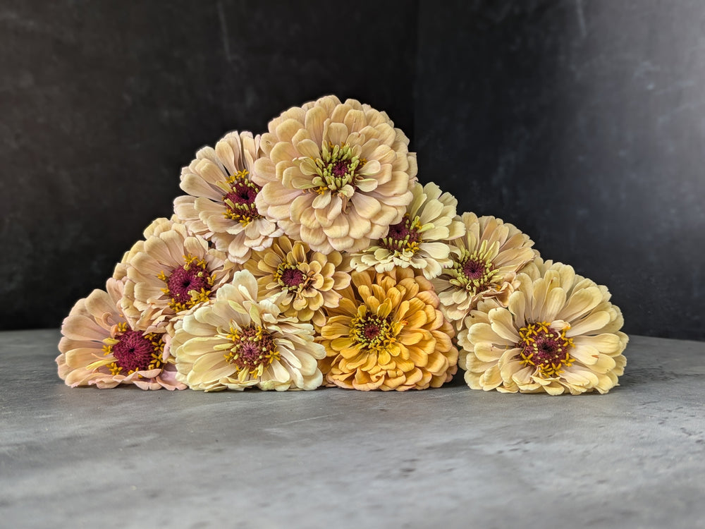 Zinnia-Floret Alpenglow