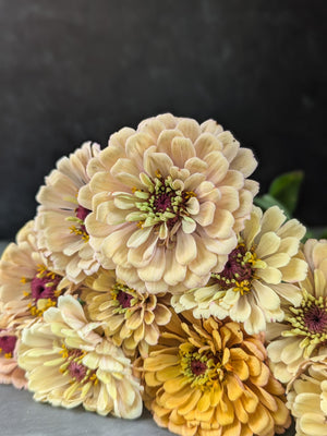 Zinnia-Floret Alpenglow