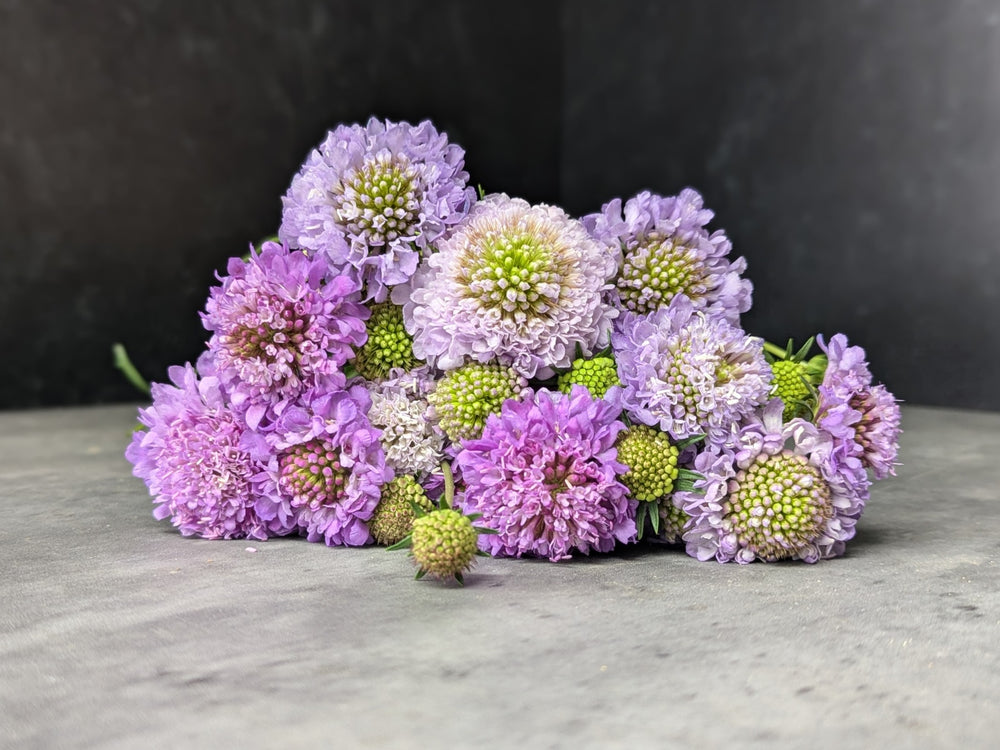 Scabiosa-Lavender