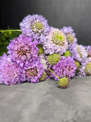 Scabiosa-Lavender