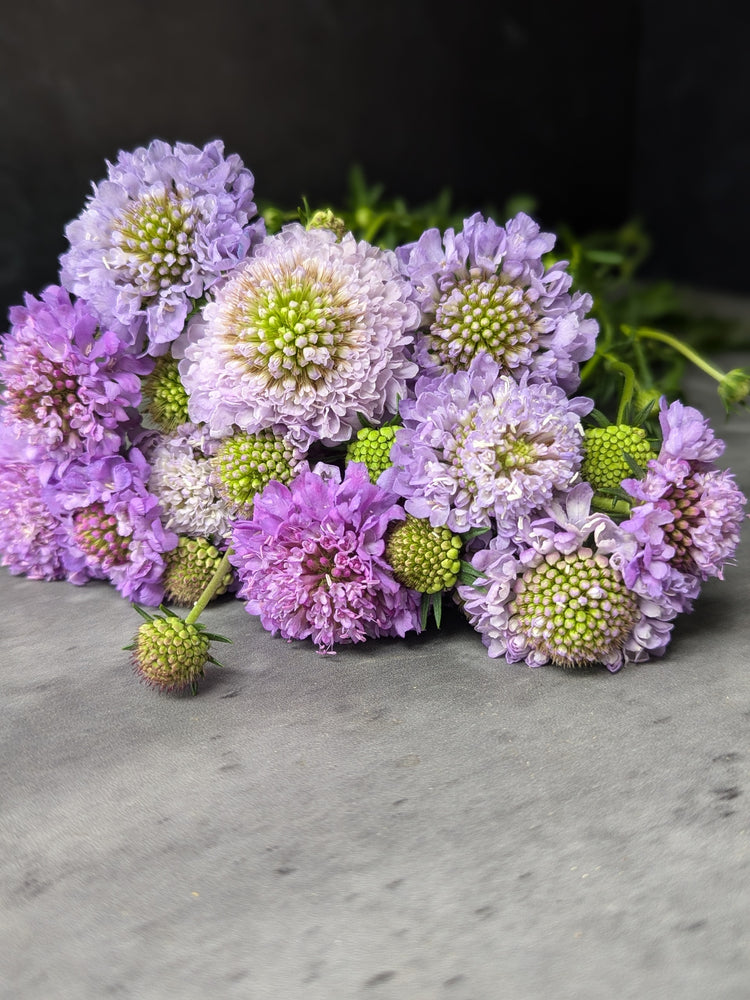 Scabiosa-Lavender