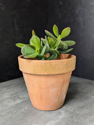 Container Plants-Jade