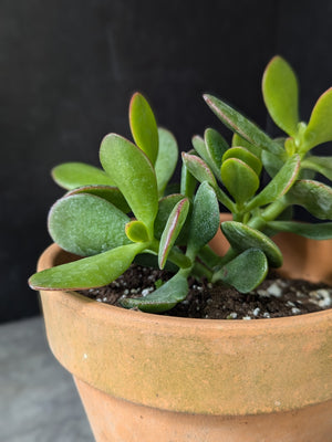 Container Plants-Jade