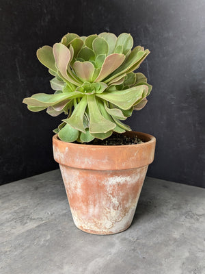 Container Plants-Aeonium Arboreum