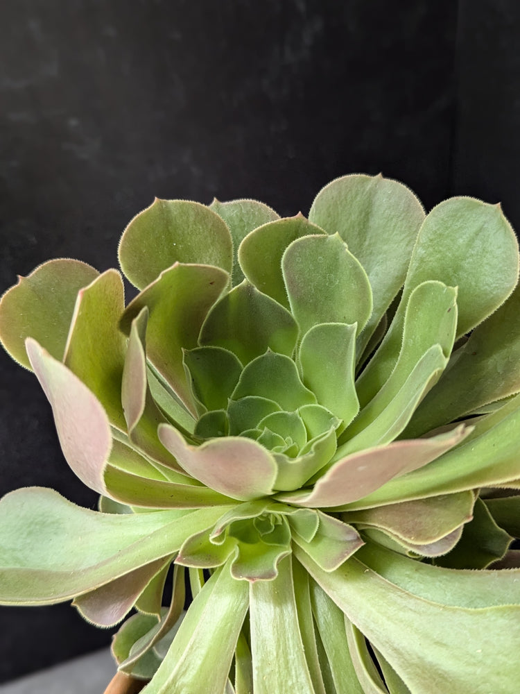 Container Plants-Aeonium Arboreum