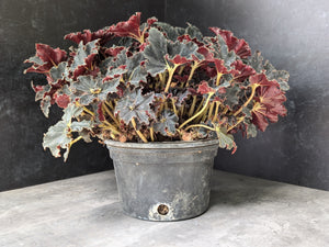 Container Plants-Begonia Black Mamba