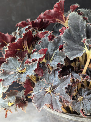 Container Plants-Begonia Black Mamba