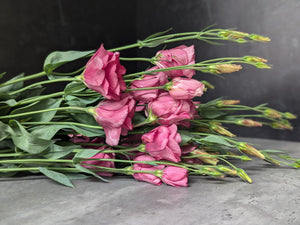 Lisianthus-Raspberry