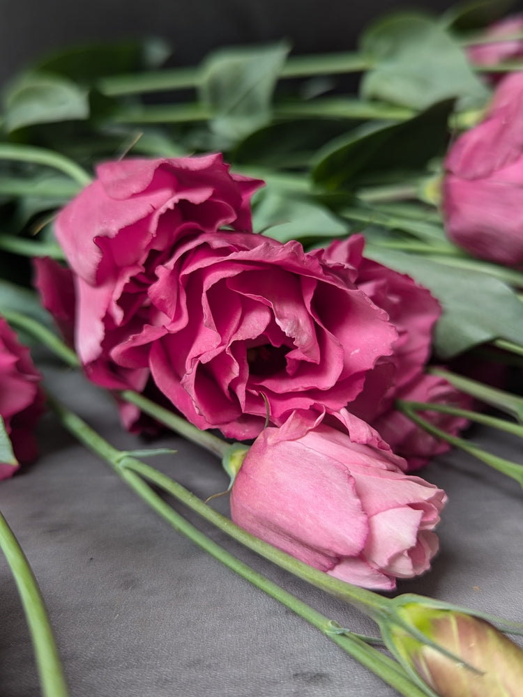 Lisianthus-Raspberry