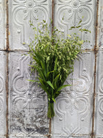 Sea Oats - SMFF Wholesale