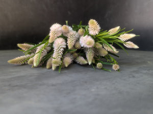 Celosia Spike-Flamingo Feather