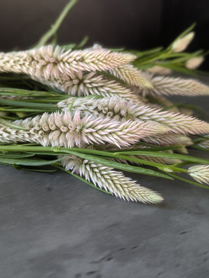 Celosia Spike-Flamingo Feather