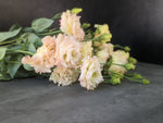 Lisianthus-Peach Bellini