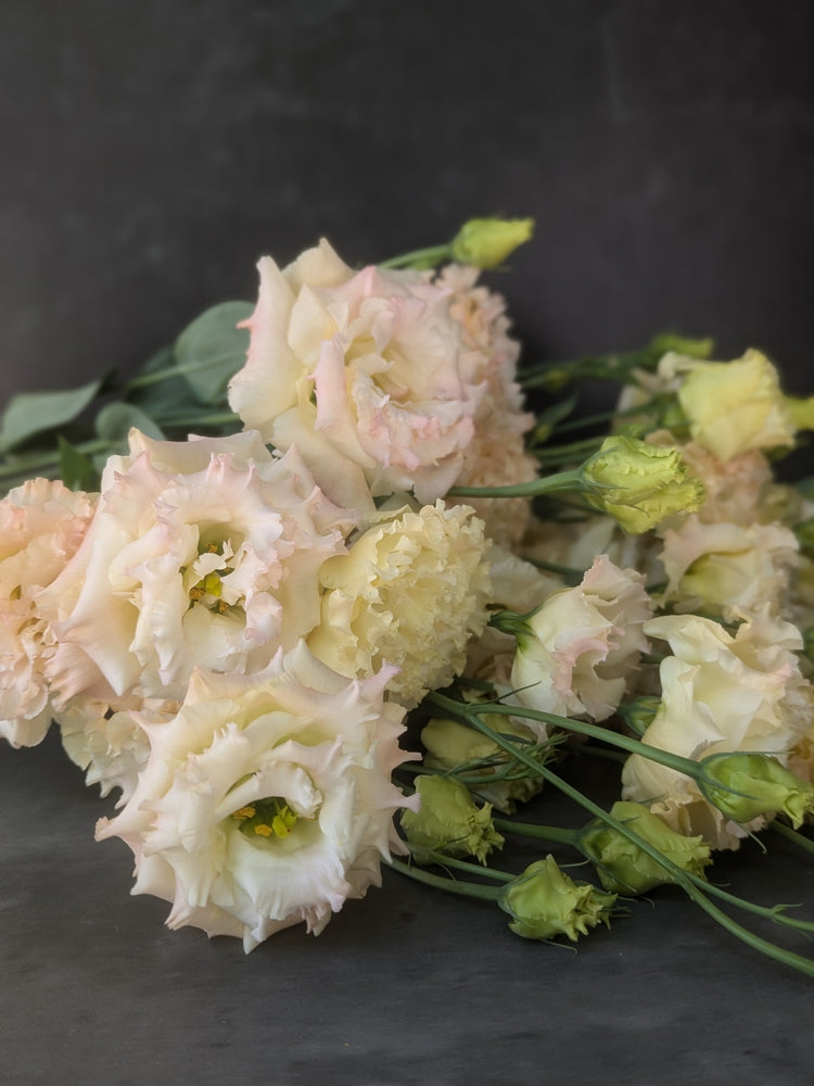 Lisianthus-Peach Bellini