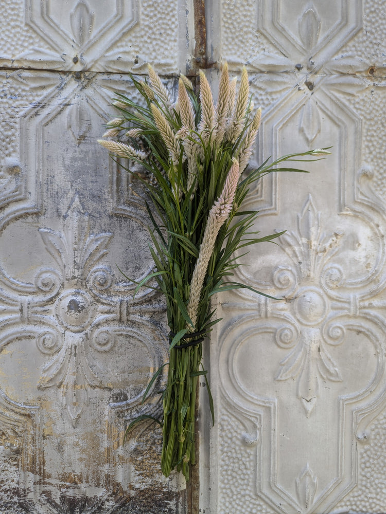 Celosia Spike-Flamingo Feather