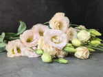 Lisianthus-Rosita Champagne