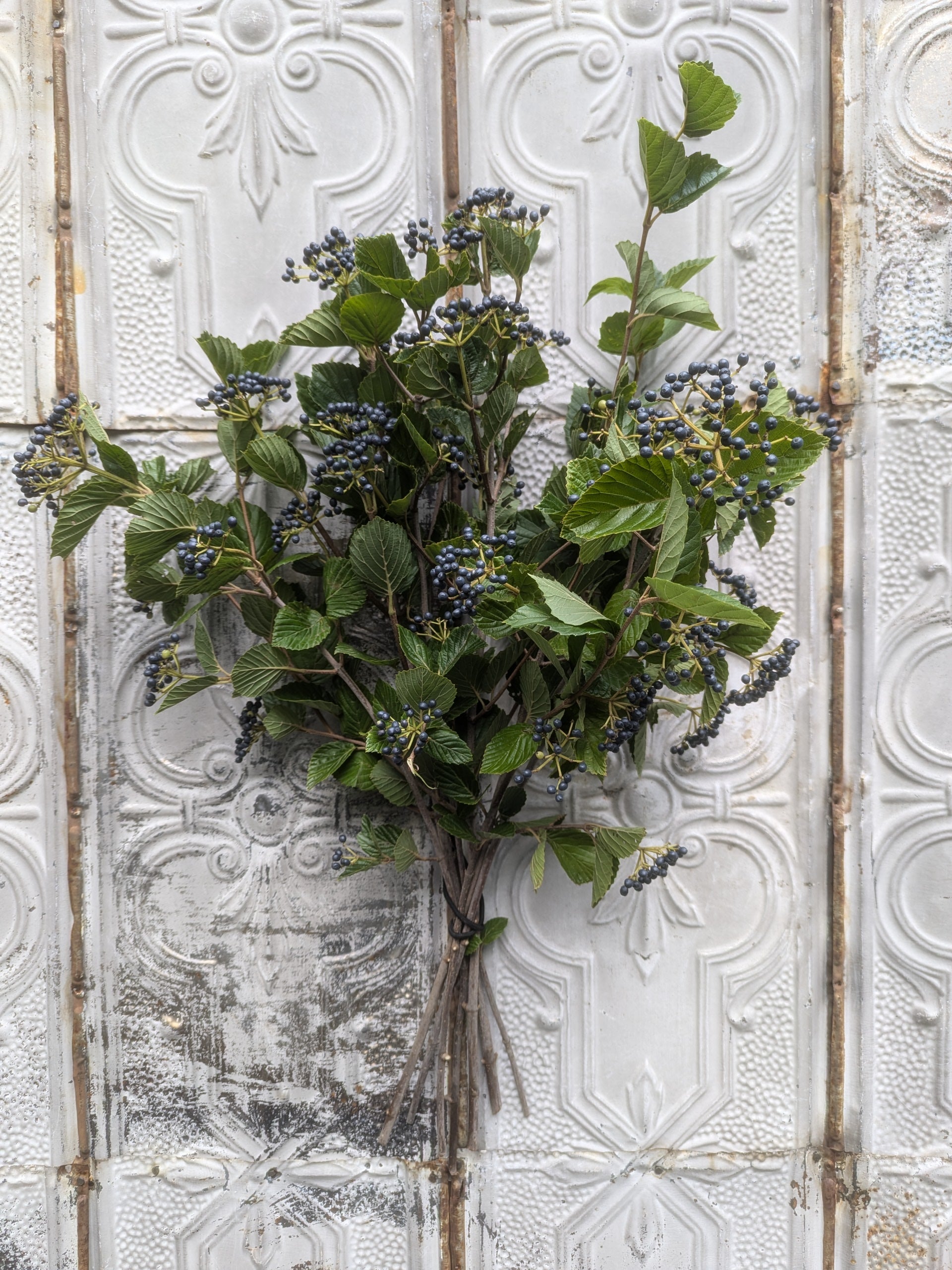 Viburnum-Blueberry
